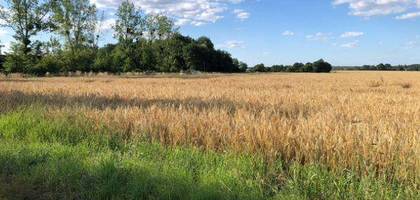 Terrain à Bourgueil en Indre-et-Loire (37) de 1000 m² à vendre au prix de 44000€