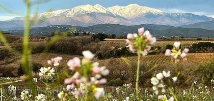 Terrain à Vinça en Pyrénées-Orientales (66) de 282 m² à vendre au prix de 59000€