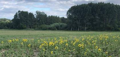 Terrain à Le Lion-d'Angers en Maine-et-Loire (49) de 400 m² à vendre au prix de 45020€