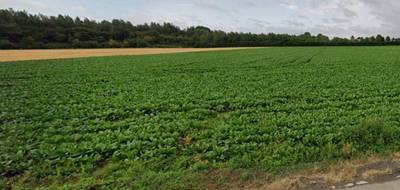 Terrain et maison à Beuvry en Pas-de-Calais (62) de 115 m² à vendre au prix de 295000€ - 4