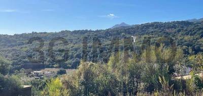 Terrain à Penta-di-Casinca en Haute-Corse (2B) de 782 m² à vendre au prix de 140000€ - 2