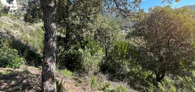 Terrain à Ocana en Corse-du-Sud (2A) de 3842 m² à vendre au prix de 150000€ - 1