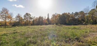 Terrain à Pruniers-en-Sologne en Loir-et-Cher (41) de 1010 m² à vendre au prix de 32990€ - 3