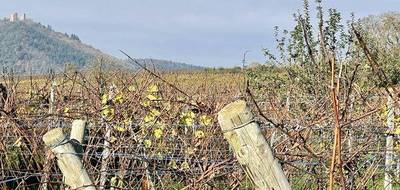 Terrain à Obermorschwihr en Haut-Rhin (68) de 2112 m² à vendre au prix de 219000€ - 2