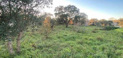 Terrain à Aléria en Haute-Corse (2B) de 1000 m² à vendre au prix de 80000€ - 2