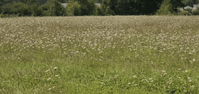 Terrain à Gennes-Val-de-Loire en Maine-et-Loire (49) de 1743 m² à vendre au prix de 57000€ - 1